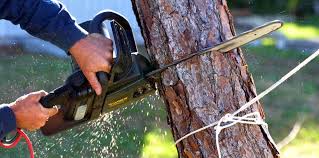 How Our Tree Care Process Works  in Chilhowie, VA